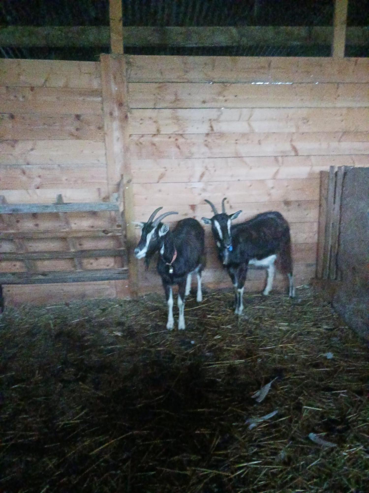 La Ferme Stanczak Διαμέρισμα Tréguier Εξωτερικό φωτογραφία