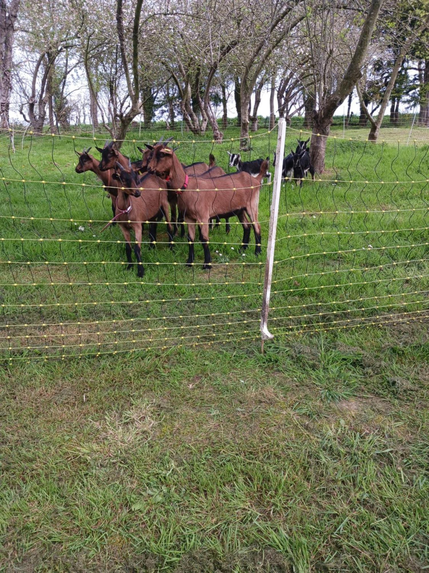 La Ferme Stanczak Διαμέρισμα Tréguier Εξωτερικό φωτογραφία